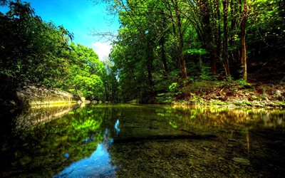summer, forest river, trees