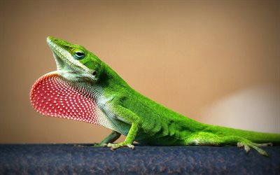 un lézard, une macro