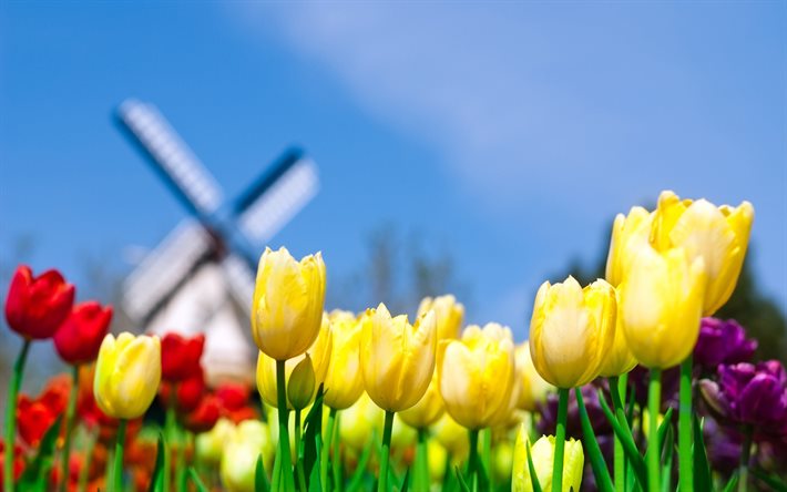 tulipes, fleurs, moulin