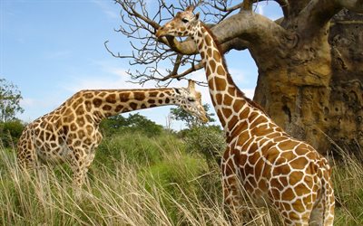 hölje, giraffer, giraff