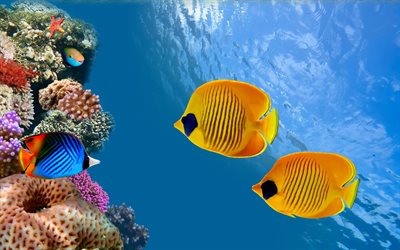 undervattensvärld, fisk, rev, koraller, siam bay, chang, thailand