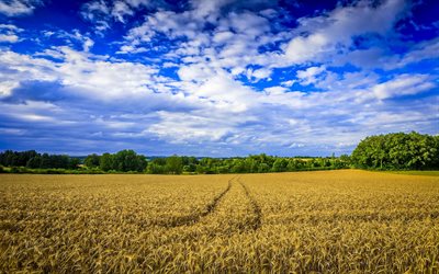 de la granja, trigo, campo, nubes, verano