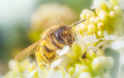bee, close-up, bokeh, insect, flowers, Anthophila, summer, bee on flower, bees, insects
