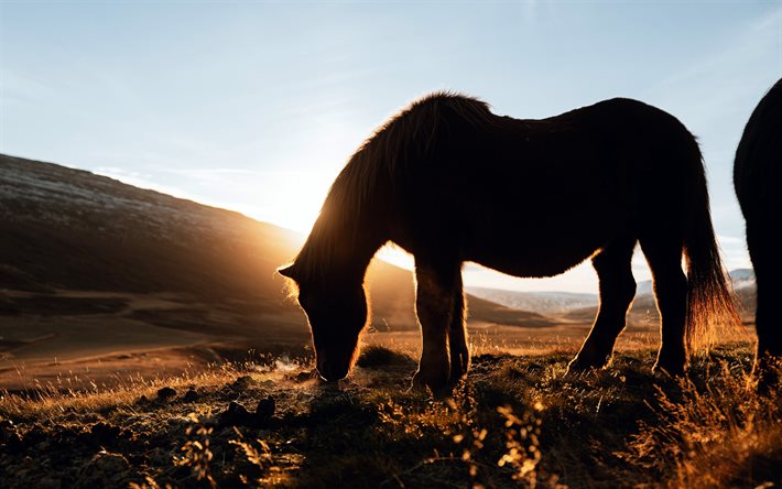 häst, 4k, solnedgång, vilda djur och växter, islandshäst, häst siluett, hästar, island, brun häst
