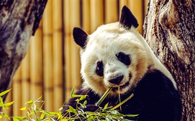 panda, animales bonitos, panda con bambú, osos, panda gigante, anochecer, puesta de sol