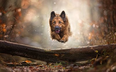 ドイツの羊飼い, ボケ, 空飛ぶ犬, 秋, ペット, かわいい動物, 犬, ドイツの羊飼いの犬