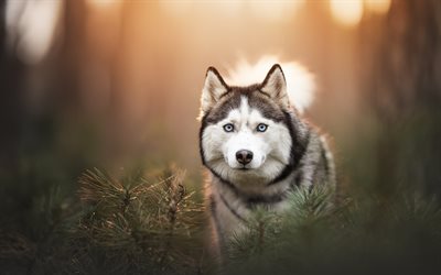 heiser, herbst, abend, schöne hunde, blaue augen, haustiere, hunde
