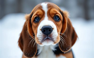cachorro de basset hound, 4k, animales lindos, invierno, bokeh, cachorros, bosque, perros, bozal, perro de afloramiento, mascotas, perro en el bosque, perro basset hound