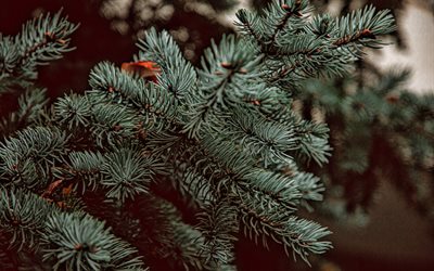 green spruce branches, background with spruce, Christmas tree needles, evening, sunset, forest, trees, Christmas trees