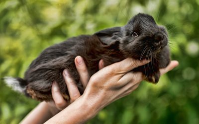 svart kanin, 4k, symbol för 2023, söta djur, kaniner, svart kanin i händerna