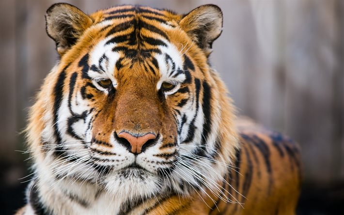tigre, close-up, jardim zoológico, gatos selvagens