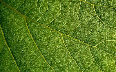 feuille verte, 4k, macro, textures 3d, feuilles textures, fond avec feuille, motifs de feuilles, écologie, textures naturelles, textures de feuilles