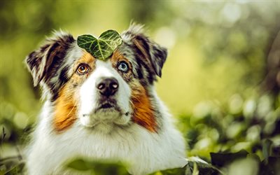 australischer hirte, heterochromie, aussie, süße hunde, haustiere, heterochromia iridum, brauner und weißer aussie, hunde