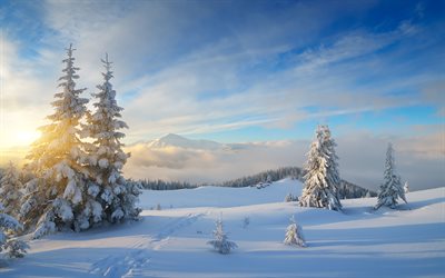 karpaatit, 4k, talvi, auringonlasku, lumikuituja, lumen peittämiä kuusia, kaunis luonto, talvisia maisemia, ukraina, euroopassa