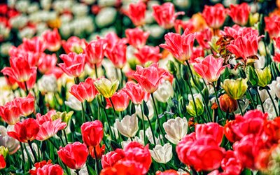 tulipanes rosas, 4k, bokeh, flores de primavera, campo de tulipanes, flores rosadas, tulipanes, hermosas flores, fondos con tulipanes, capullos de rosa