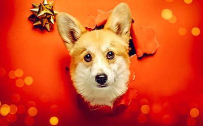 वेल्श कॉर्गी, उपहार, नया साल, क्रिसमस की बधाई, प्यारा कुत्ता, पालतू जानवर, corgi, नववर्ष की हार्दिक शुभकामनाएं, पेमब्रोक वेल्श कोर्गी, corgwn, कुत्ते