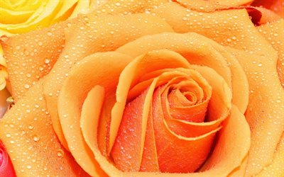 bud, çiçek, turuncu, rose