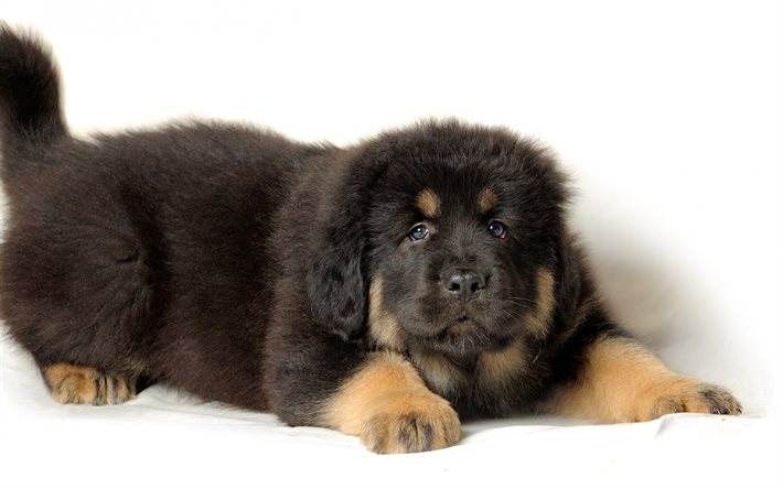 carino cucciolo di Tibetan mastiff, cane, cuccioli nero