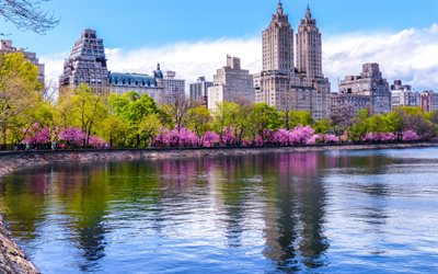 central park, primavera, flores da primavera, eua, nova york