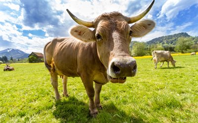 vaca, campo verde, vacas, pradera, Alpes, Suiza
