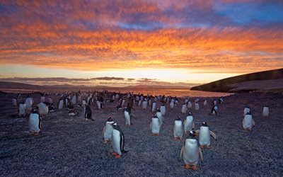 gentoo penguin, ranta, auringonlasku, pingviinit