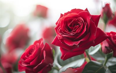 4k, rote rosenknospen, bokeh, nahaufnahme, hintergründe mit rosen, schöne blumen, rosenhintergrund, knospen, rote rosen, makro, rosen