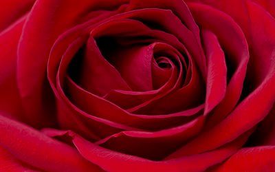 rote roseknospe, makro, hintergrund mit roter rose, rote blumen, rote rosen, vorlage mit rose, knospen, rosen