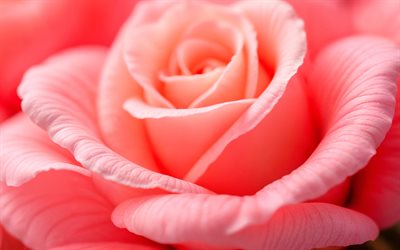 pembe gül tomurcukları, 4k, makro, güllerle arka planlar, güzel çiçekler, gül arka planları, kapatmak, pembe gül, gül gülleri