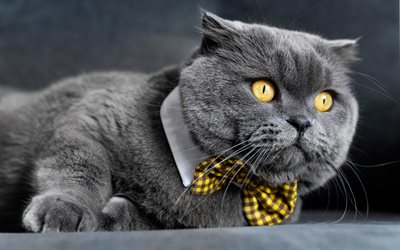 chat shorthair britannique, 4k, chat au papillon, chat gris, animaux de compagnie, yeux de chat, animaux mignons, chats, regard de chat, chat intelligent, chat réfléchi
