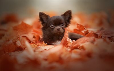 chihuahua, 4k, bokeh, automne, feuilles d'orange, chiens, animaux de compagnie, chihuahua brun, animaux mignons, chienne de chihuahua