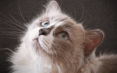 rampe, 4k, animaux de compagnie, chats, chat moelleux, chats domestiques, animaux mignons, ragdoll chat