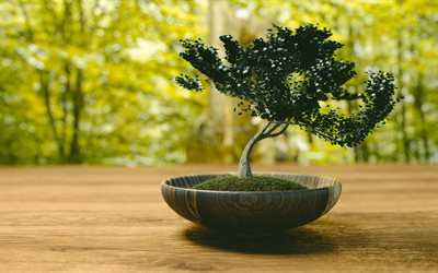 bonsai, litet träd, japan, japanskt träd