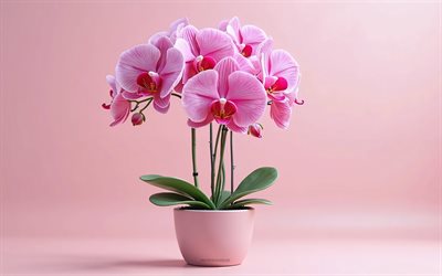 orchide 3d rosa, vaso con orchidee rosa, 3d art, orchidee, orchidee rosa, fiori tropicali, sfondo con orchidee rosa, fiori rosa