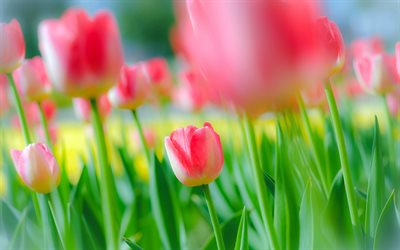 4k, ピンクのチューリップ, ボケ, 春の花, 芽, 美しい花, チューリップフィールド, 閉じる, チューリップ, 春, チューリップの背景