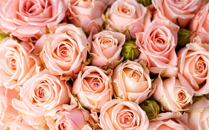 vaaleanpunaiset ruusut, 4k, silmut, makro, bokeh, vaaleanpunaiset kukat, ruusut, kuvia ruusuilla, kauniita kukkia, taustat ruusuilla, vaaleanpunaiset silmut