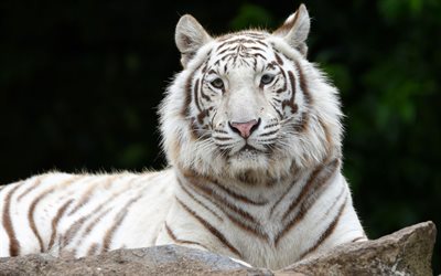 tigre bianca, fauna selvatica, occhi di tigre, predatori, tigre, animali pericolosi, gatti selvatici, tigri, tigre calma