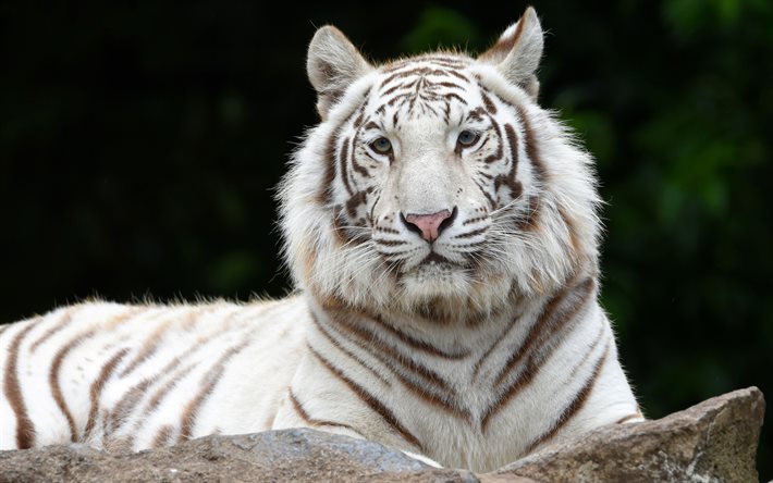 vit tiger, vilda djur, tigerögon, rovdjur, tiger, farliga djur, vilda katter, tigrar, lugn tiger