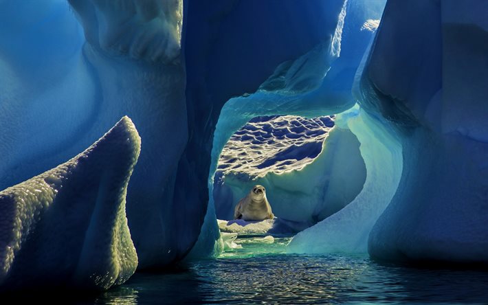 phoque sans oreilles, océan, iceberg, phoque à l intérieur d un iceberg, antarctique, banquise, animaux marins, phocidés, mammifères