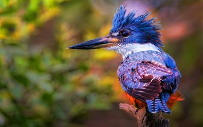 Kingfisher, blue birds, exotic birds, bokeh, Alcedinidae, bird on branch, wildlife, pictures with birds