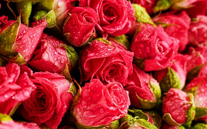 4k, rosas cor de rosa, gotas de água, botões, macro, bokeh, flores cor de rosa, rosas, orvalho, fotos com rosas, lindas flores, fundos com rosas, botões cor de rosa