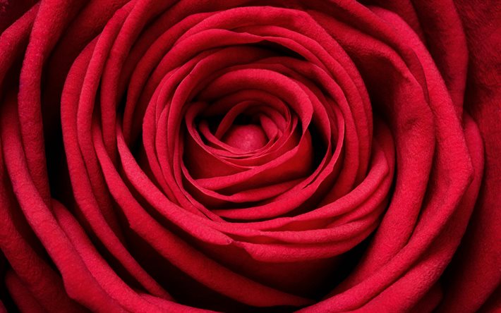 赤いバラ, 大きい, 赤い花, バラ, 閉じる, 美しい花, バラの背景, 赤いつぼみ