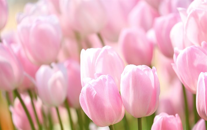 vaaleanpunaiset tulppaanit, luonnonvaraiset kevätkukat, tausta vaaleanpunaisilla tulppaanilla, kevät, tulppaanit, kauniit vaaleanpunaiset kukat