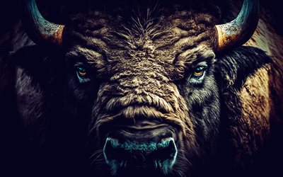 bison, muzzle, buffalo, wild animals, bison close up, wildlife, bison eyes