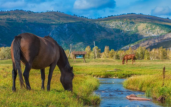 horses, pasture, the watering hole
