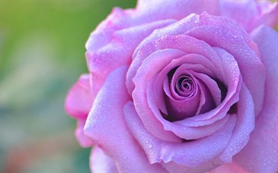 purple rose, macro, bud