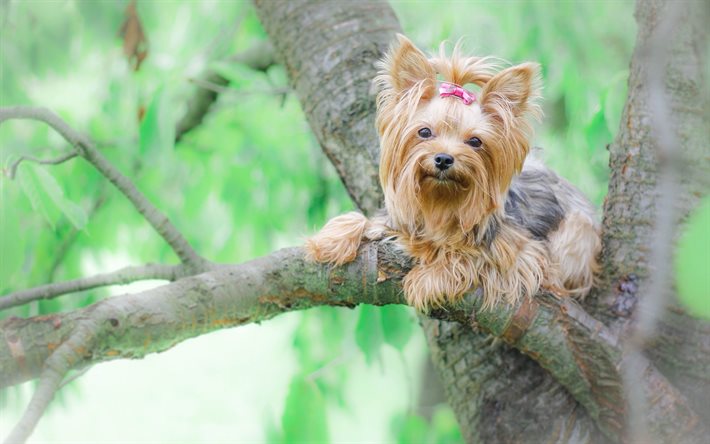 yorkshire terrier, york, cani, cagnolino