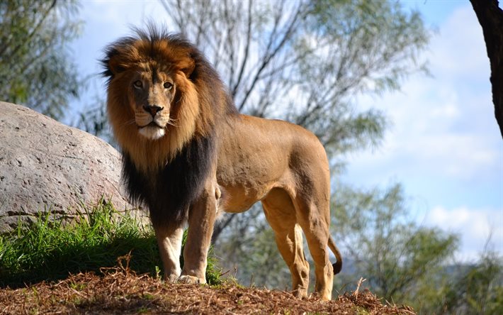 lion, predator, 짐승의 왕