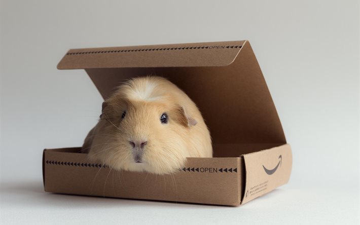 guinea pig, box, rodent