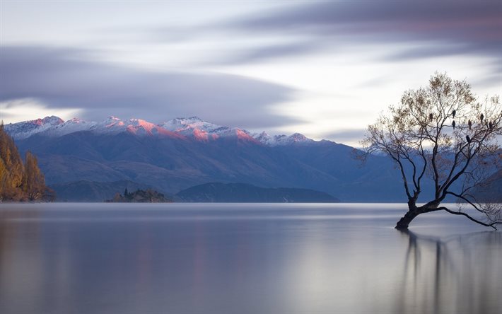 lone tree, lake wanaka, dağlar, Yeni Zelanda, wanaka Gölü, su yüzeyi