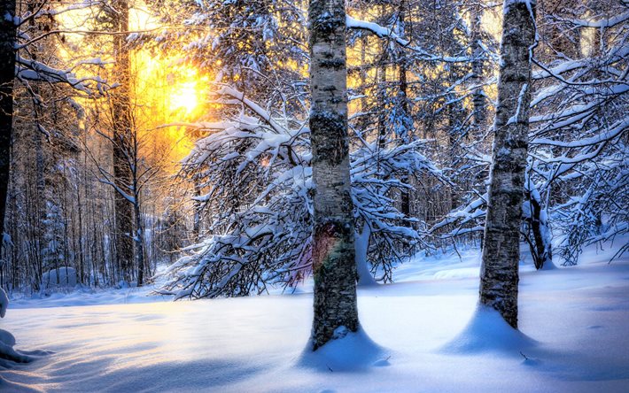 winter, forest, snow, drifts, hdr
